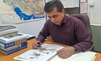 نجات گیاه گاوزبان خوزستانی از انقراض/ طرح پایلوت بازگشت به طبیعت اجرا می‌شود